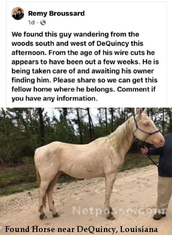 Found Horse near DeQuincy, Louisiana